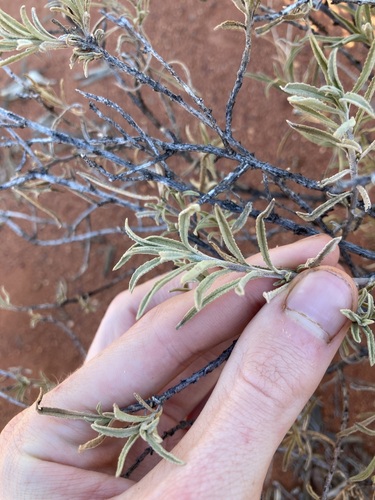 Image of Eremophila gilesii by (c) Thomas Mesaglio, some rights reserved (CC BY)