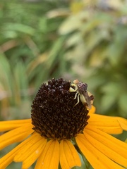 Phymata pennsylvanica