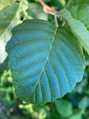 Alnus