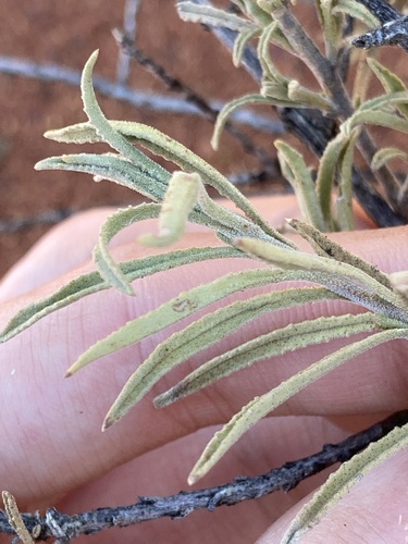 Image of Charleville Turkey Bush (Eremophila gilesii) by (c) Thomas Mesaglio, some rights reserved (CC BY)