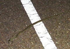 Thamnophis proximus orarius