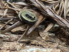 Batrachoseps attenuatus