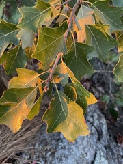 Quercus ilicifolia