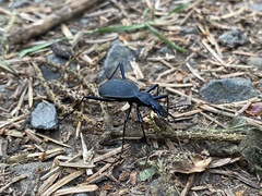 Scaphinotus angusticollis