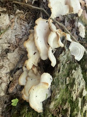 Pleurocybella porrigens