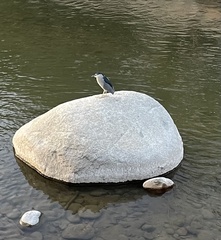 Nycticorax nycticorax