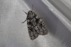 Acronicta marmorata