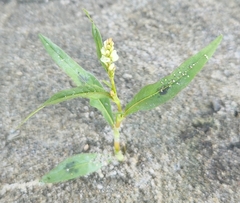 Persicaria lapathifolia