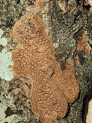 Fuscoporia ferruginosa