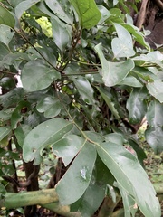 Cryptocarya concinna