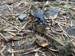 Scaphinotus angusticollis