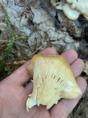 Pleurocybella porrigens