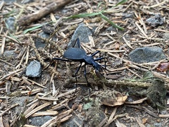 Scaphinotus angusticollis