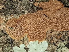 Fuscoporia ferruginosa