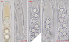 Humaria hemisphaerica
