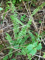 Asplenium platyneuron
