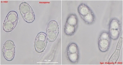 Humaria hemisphaerica