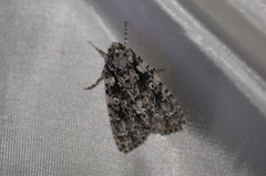 Acronicta marmorata