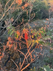 Rhus typhina