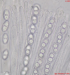 Humaria hemisphaerica