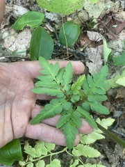 Sceptridium oneidense