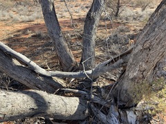 Eucalyptus eremicola