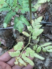 Sceptridium oneidense