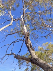 Eucalyptus eremicola