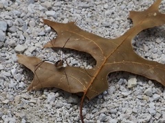Leiobunum