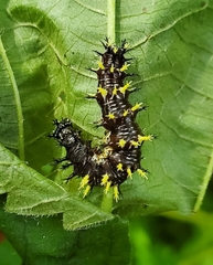 Nymphalini