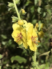 Verbascum