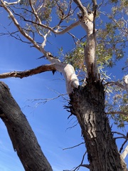 Eucalyptus eremicola
