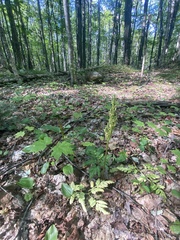 Sceptridium oneidense