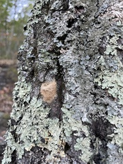Lymantria dispar