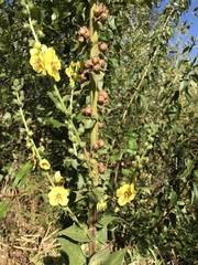 Verbascum
