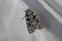 Acronicta marmorata