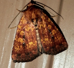 Perigea xanthioides