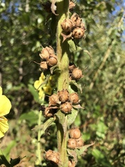 Verbascum