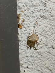 Araneus gemmoides