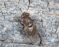 Ephydridae