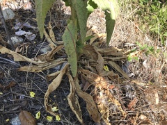 Verbascum