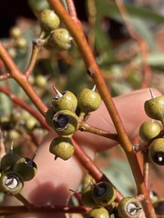 Eucalyptus eremicola