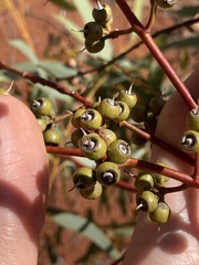 Eucalyptus eremicola