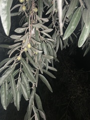 Elaeagnus angustifolia