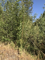 Verbascum