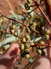 Eucalyptus eremicola