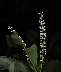 Terminalia neotaliala