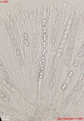 Humaria hemisphaerica