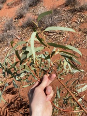 Eucalyptus eremicola