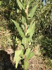 Verbascum
